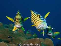 Oriental Sweetlips inspecting the camera by Joerg Blessing 